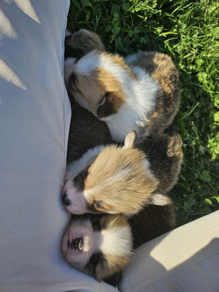 chiot Welsh Corgi Pembroke Des Songes De Maeve